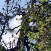 WALDBRAND